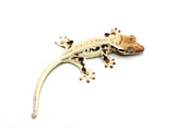 High Expression Lilly White Pinstripe Crested Gecko