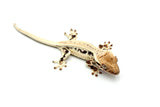 High Expression Lilly White Pinstripe Crested Gecko