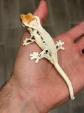 High Expression Lilly White Pinstripe Crested Gecko
