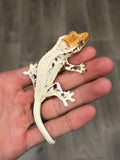 High Expression Lilly White Pinstripe Crested Gecko