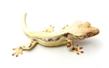 High Coverage Lilly White Crested Gecko