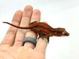 Red Striped Gargoyle Gecko HOLDBACK