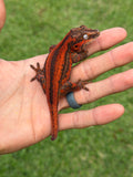 Red Striped Gargoyle Gecko (TAMPAX offspring)