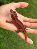 Red Striped Gargoyle Gecko (TAMPAX offspring)