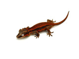 Red Striped Gargoyle Gecko HOLDBACK