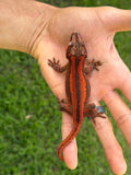 Red Striped Gargoyle Gecko (TAMPAX offspring)