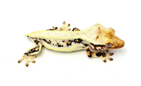 Lilly White Pinstripe Crested Gecko (Emily Burke line)