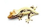 Lilly White Pinstripe Crested Gecko (Emily Burke line)