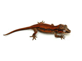 Red Striped Gargoyle Gecko HOLDBACK