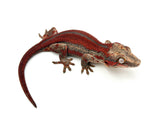 HOLDBACK Red Super Striped Gargoyle Gecko (TAMPAX offspring)