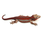 HOLDBACK Red Super Striped Gargoyle Gecko (TAMPAX offspring)