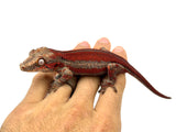 HOLDBACK Red Super Striped Gargoyle Gecko (TAMPAX offspring)