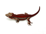 HOLDBACK Red Super Striped Gargoyle Gecko (TAMPAX offspring)