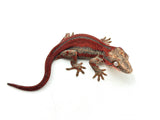 HOLDBACK Red Super Striped Gargoyle Gecko (TAMPAX offspring)