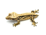 White Spot Drippy Extreme Harlequin Pinstripe Crested Gecko