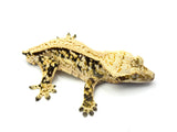 White Spot Drippy Extreme Harlequin Pinstripe Crested Gecko