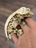 White Spot Drippy Extreme Harlequin Pinstripe Crested Gecko