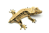 White Spot Drippy Extreme Harlequin Pinstripe Crested Gecko
