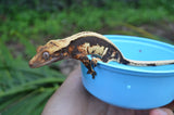 Whitewall Superstripe Crested Gecko