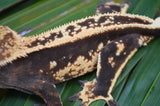 Tangerine Whiteout Emptyback Pinstripe Crested Gecko (BlackJack offspring)