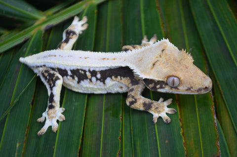 High Contrast Lilly White Pinstripe Crested Gecko