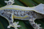 High Expression Lilly White Pinstripe Crested Gecko