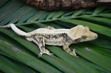 Drippy Whiteout Harlequin Quadstripe Crested Gecko