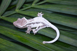 Frappuccino Crested Gecko