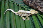 Drippy Whiteout Harlequin Quadstripe Crested Gecko