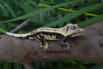 Dark and Cream Pinstripe Crested Gecko