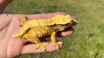 High Coverage Extreme Harlequin Crested Gecko