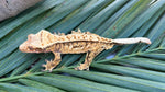 High Coverage Extreme Harlequin Pinstripe Crested Gecko