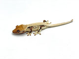 HOLDBACK High Expression Pinstripe Lilly White Crested Gecko