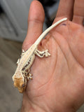 High Expression Lilly White Pinstripe Crested Gecko