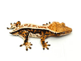 HOLDBACK QUALITY Tricolor Harlequin Crested Gecko (Netflix offspring)