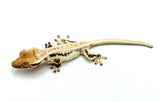 High Expression Lilly White Pinstripe Crested Gecko