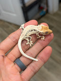 High Expression Lilly White Pinstripe Crested Gecko