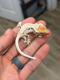 High Expression Lilly White Pinstripe Crested Gecko