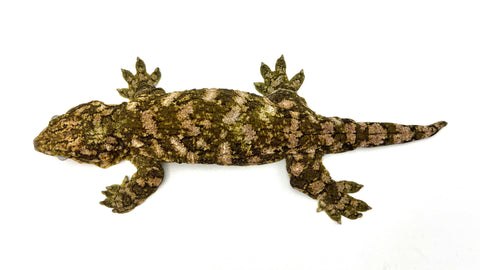 High Pattern Giant Gecko