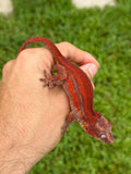Red Super Striped Gargoyle Gecko HOLDBACK