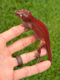 Red Super Striped Gargoyle Gecko HOLDBACK