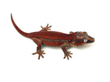 Red Super Striped Gargoyle Gecko HOLDBACK