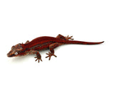 Red Super Striped Gargoyle Gecko HOLDBACK