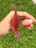 Red Super Striped Gargoyle Gecko HOLDBACK