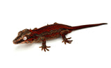 Red Striped Gargoyle Gecko (Red Base) Mr.Perfect HOLDBACK
