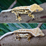 Tricolor Whiteout Quadstripe Crested Gecko