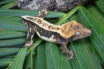 Dark Whitewall Emptyback Pinstripe Crested Gecko (MASSIVE)