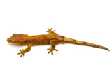 Hybrid Gecko