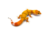Super Hypo Tangerine Baldy Leopard Gecko
