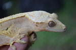 Hypo Yellow Pinstripe Dalmatian Crested Gecko (Majin Buu offspring)